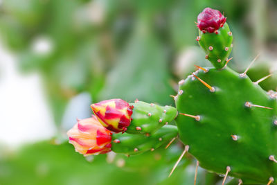 Close-up of succulent plant