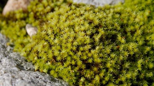 Close-up view of grass