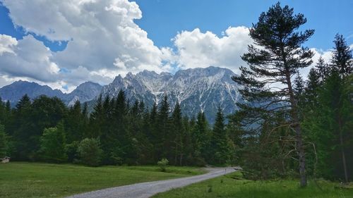 Scenic view of pine trees against sky