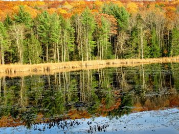 Scenic view of lake in forest