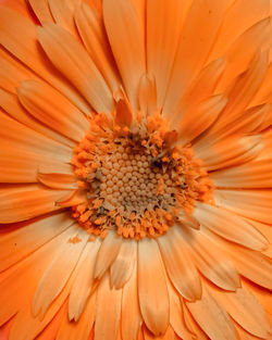 Full frame shot of orange flower