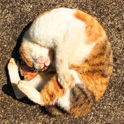 High angle view of cat sleeping on footpath