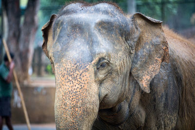 Close-up of elephant