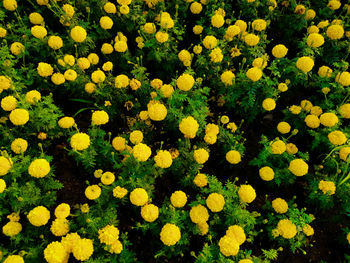 High angle view of yellow flowering plants on field