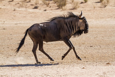 Horse standing on field