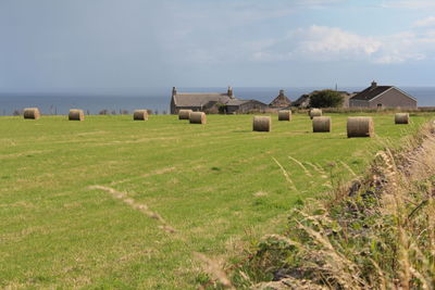 Hay bales on green farm