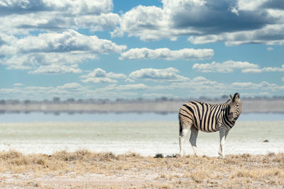 Zebra on a field