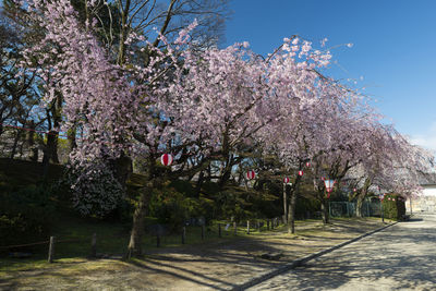 Pink cherry blossoms in spring