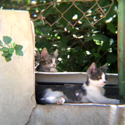 Cat resting on a fence