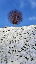 Tree on snow covered field against sky