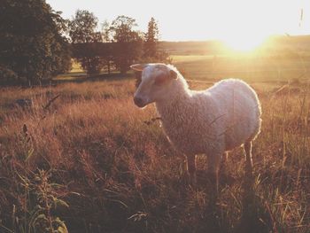 Sheep on grassy field during sunset