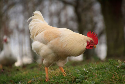 Close-up of rooster on field