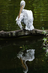 White heron in lake