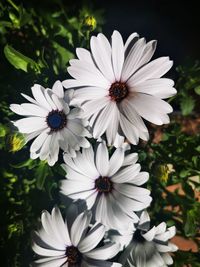 Close-up of white flowers