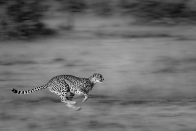 Portrait of cheetah on field