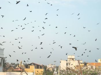 Flock of birds flying in city against sky