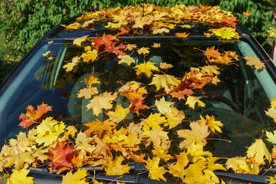 Close-up of yellow maple leaves on road