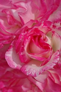 Close-up of pink rose