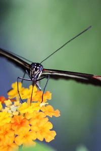 Close-up of butterfly pollinating on flower