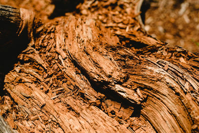 Close-up of tree trunk