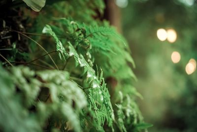 Close-up of christmas tree