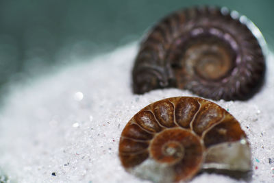 Close-up of snail