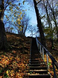 Low angle view of footbridge amidst trees during autumn