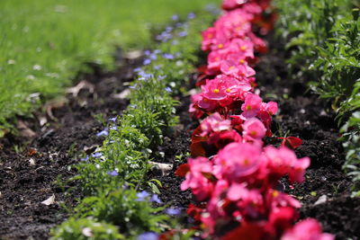 Close-up of pink flowers on field
