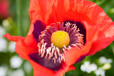Close-up of red flower