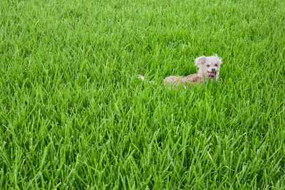 View of a dog on field