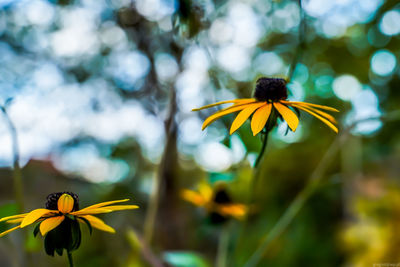 Close-up of honey bee pollinating on yellow flower