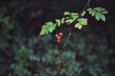 Close-up of red flower growing on plant