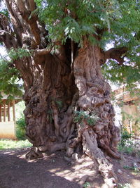 Close-up of tree trunk