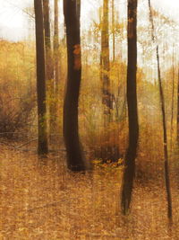 Trees in forest against sky