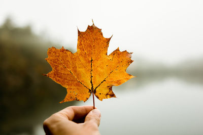 Close-up of hand holding maple leaves during autumn