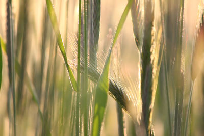 Close-up of wheat growing in field