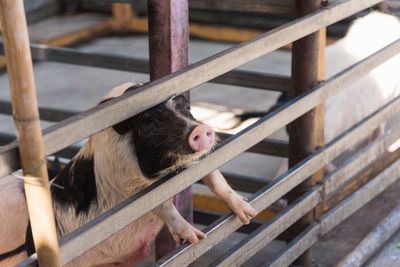 Pig in pen at farm