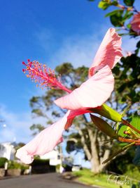 Close-up of flowers against blurred background