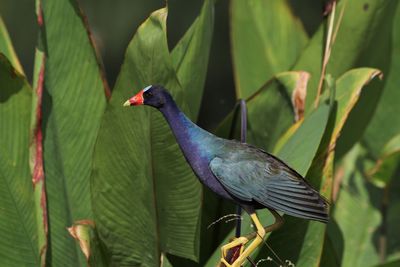 Close-up of bird perching on leaf