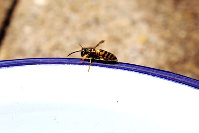 Close-up of fly