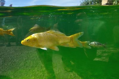 Fish swimming in sea