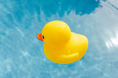 Yellow toy rubber duck afloat in outdoor swimming pool on a sunny day