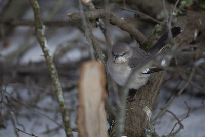 Close-up of bird perching on branch