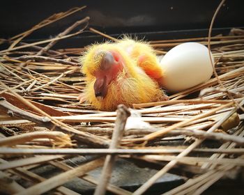 Close-up of a just hatched squab in nest