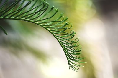 Close-up of green leaf