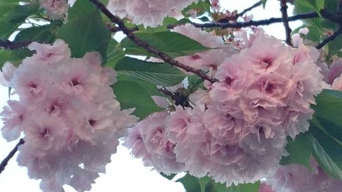 Close-up of pink flowers blooming on tree