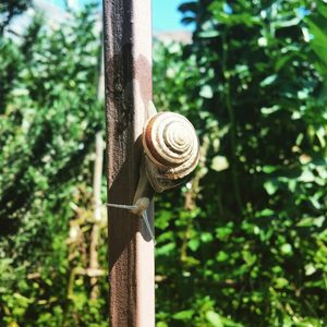 Close-up of snail on tree trunk