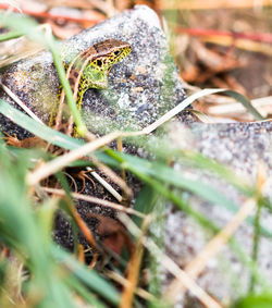 Close-up of dry leaves on field