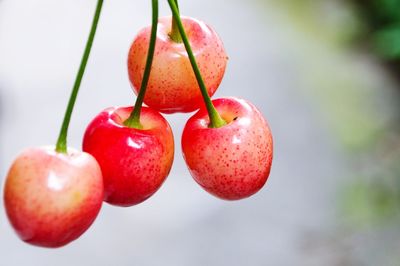 Close-up of cherries on tree