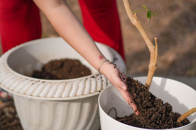 Midsection of woman holding potted plant